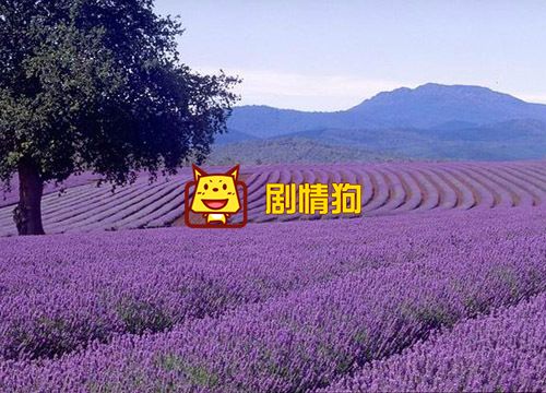 迪化是什么意思 那年花开迪化在哪里