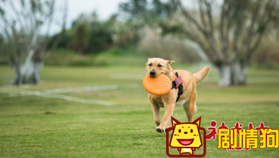 神犬小七第三季海洋主题剧照曝光 人宠情谊深