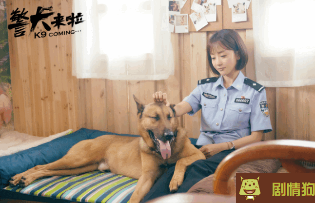 警犬来啦剧照 警犬花少何木棉剧照