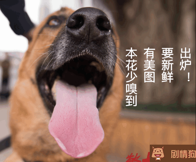 警犬来啦剧照 警犬花少何木棉剧照