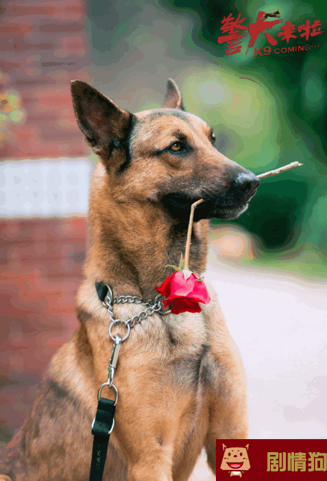 警犬来啦剧照 警犬花少何木棉剧照